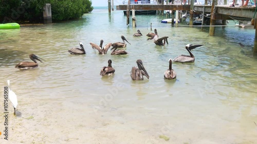 summer day islamorada pelican bay 4k florida usa
 photo