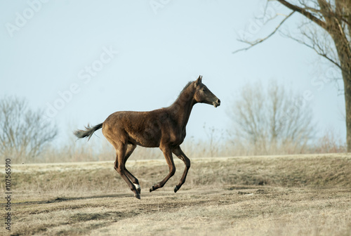akhal-teke colt running free in spring field