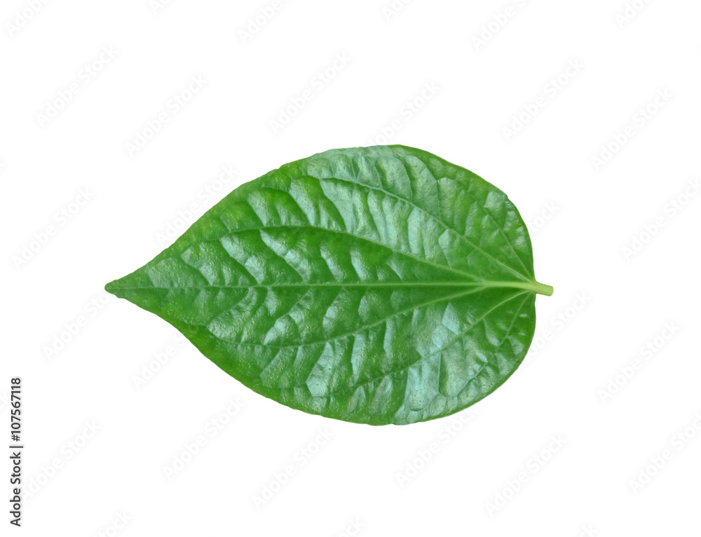 Obraz premium Chaplo or piperaceae on white background