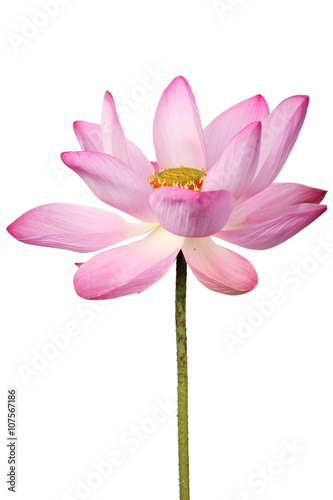 lotus flower isolated on white background.