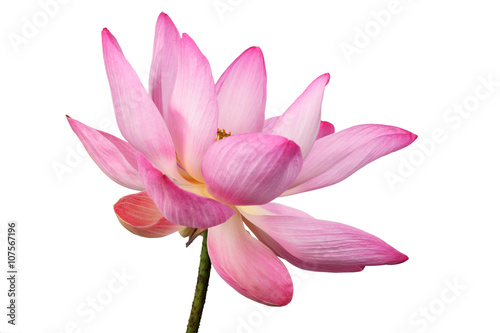 lotus flower isolated on white background. © sakhorn38