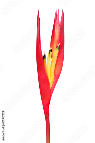 bird of paradise isolated on white background