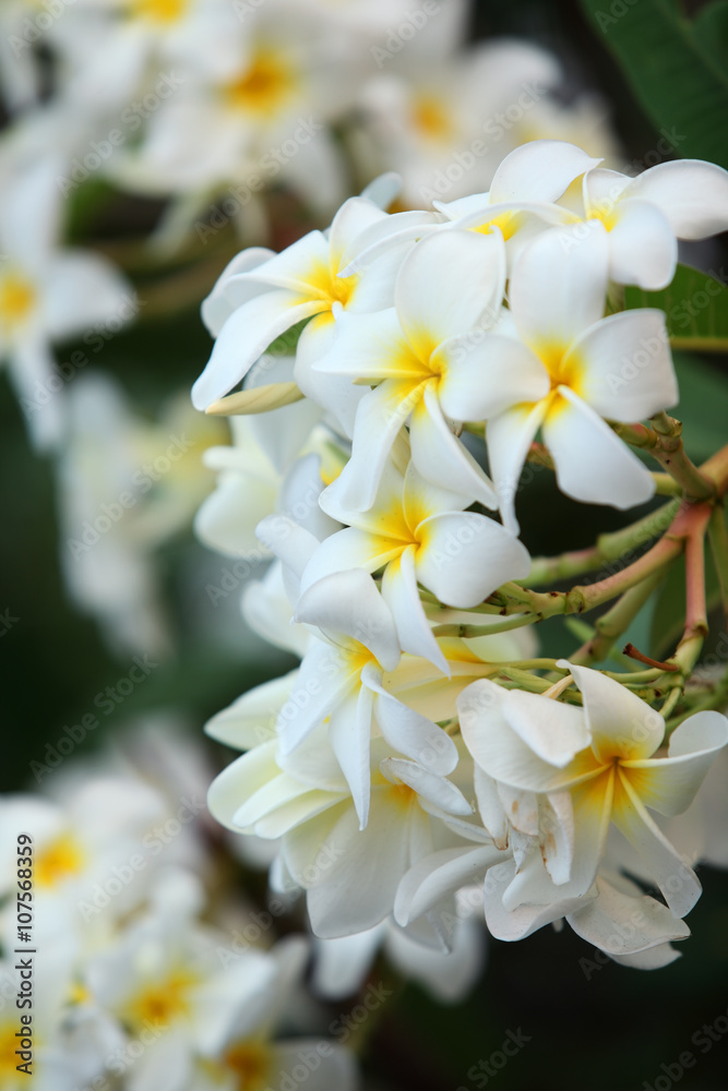 Obraz premium frangiapani flower.