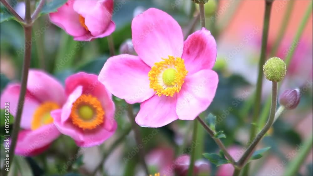 pink flower Anemone hupehensis
pink flower Anemone hupehensis