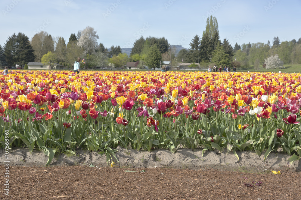Tulip field in Woodland Washington.