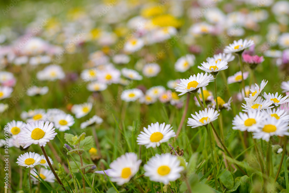 Fototapeta premium Daisy field