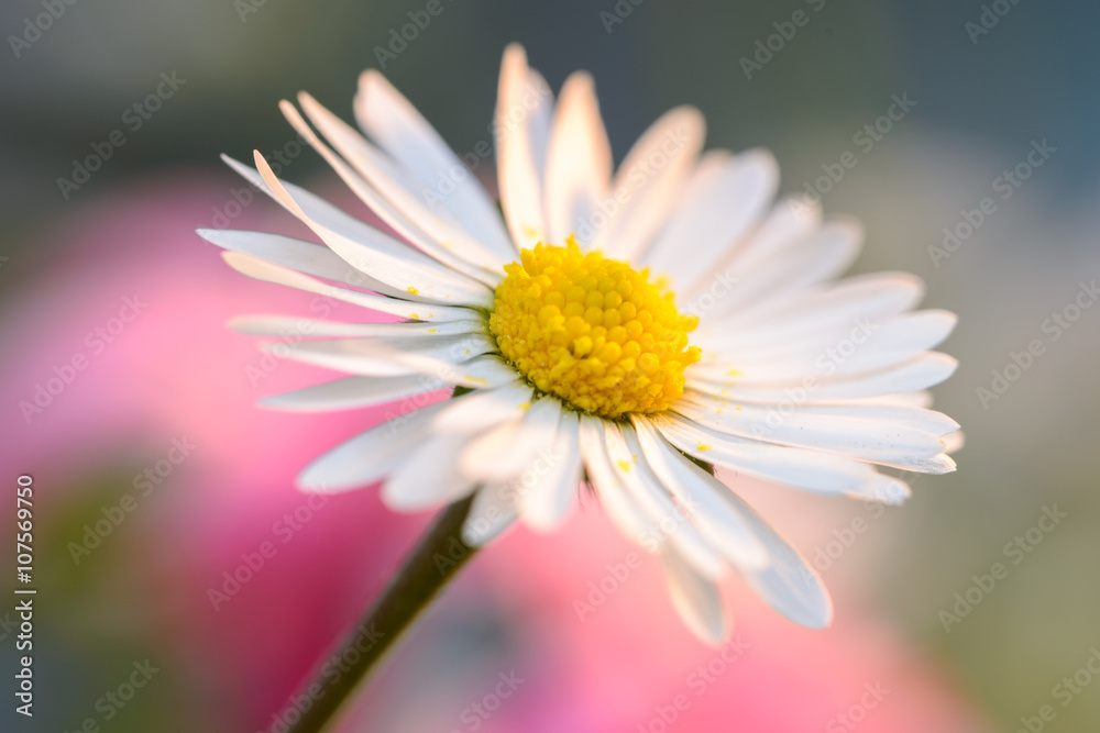 Fototapeta premium Daisy