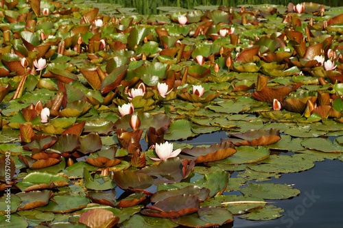 Nymphaea - waterlily - Aquatic vegetation, water plants