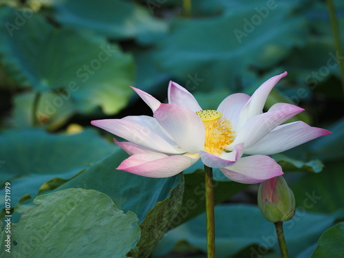 Pink Lotus over water.