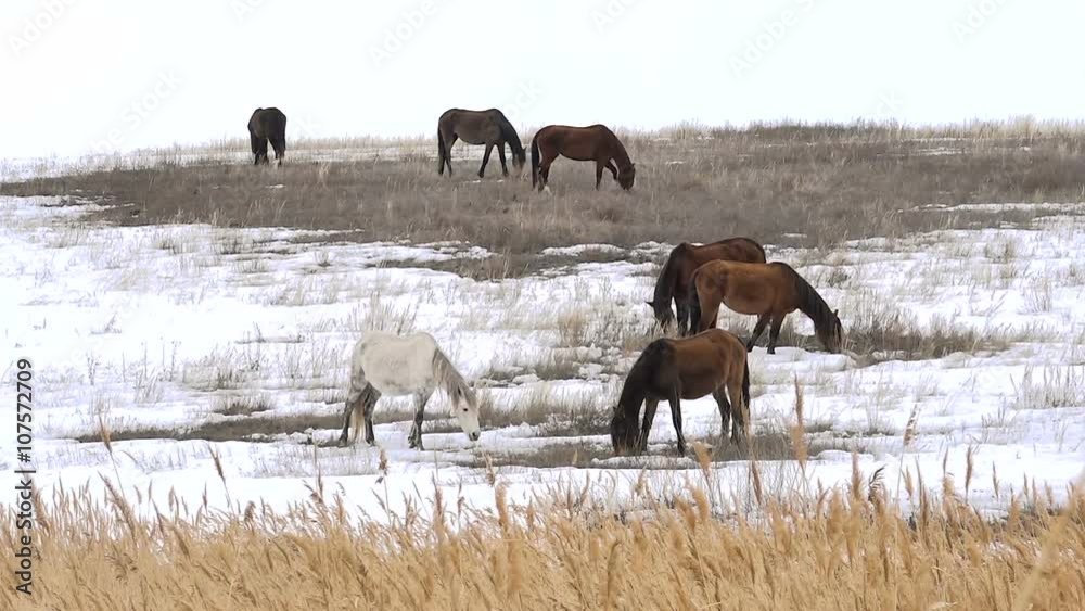 Horses Graze in Early Spring Among Snow Thawed Horses Graze in Early Spring Among Snow Thawed