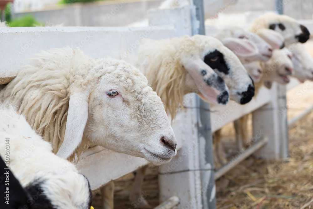 Fototapeta premium Closeup face of sheep in farm