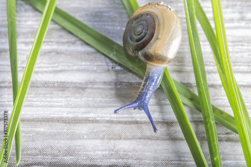 blue slug photo