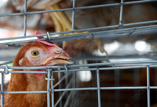 Sad chicken or hen in the cages. Sick chicken. Epidemic, bird flu, health problems. Loneliness and sadness for sell in the market. Torture animals. Close up. photo