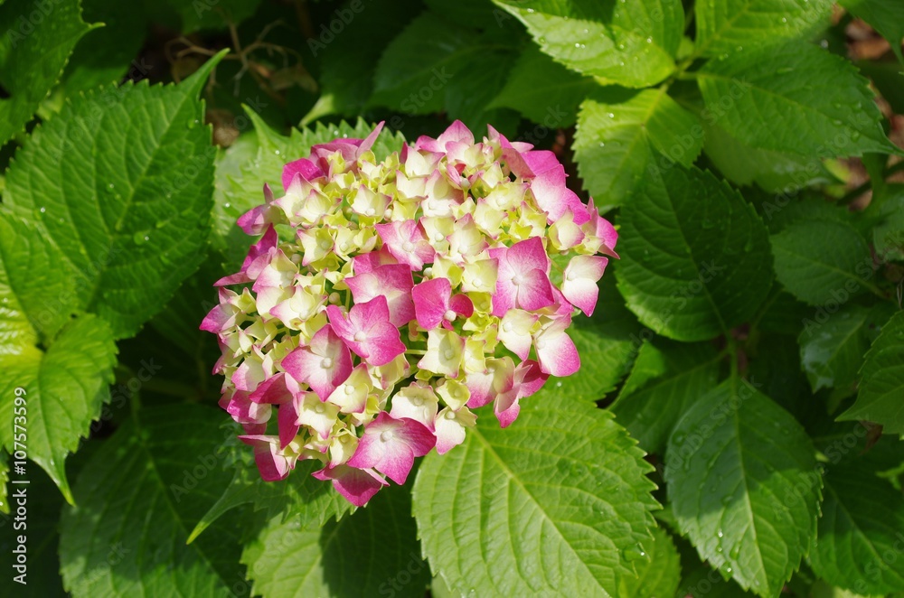 紫陽花が咲く季節
紫陽花が咲く季節