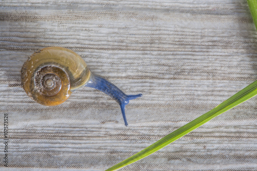 blue slug photo