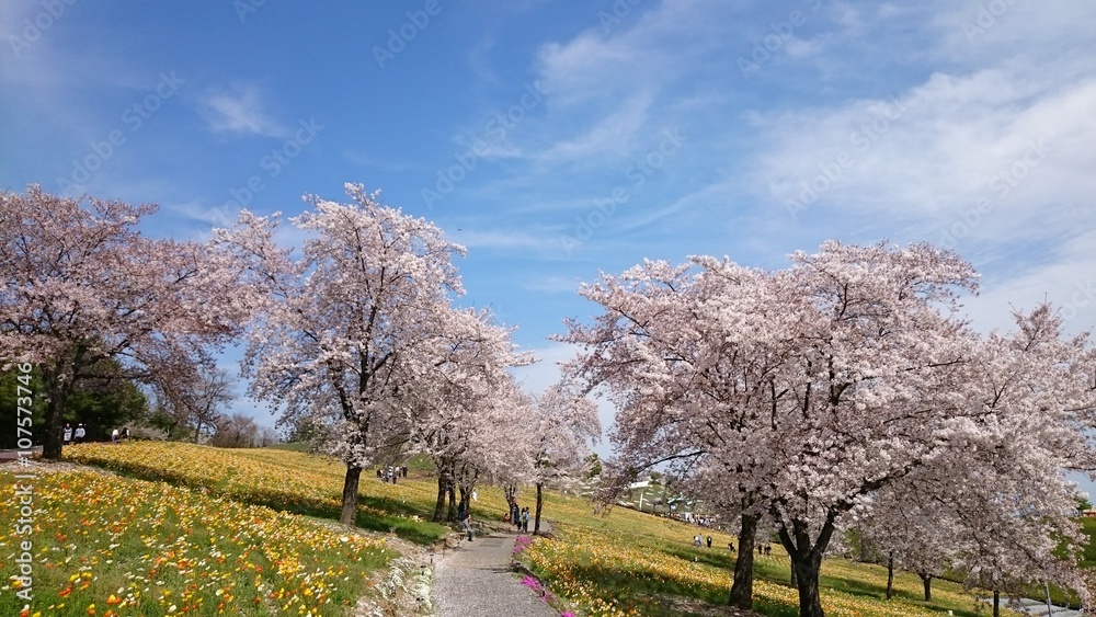 花畑と青空