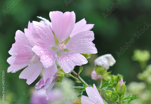 rosée sur les pétale d'une jolie fleur sauvage rose pâle,