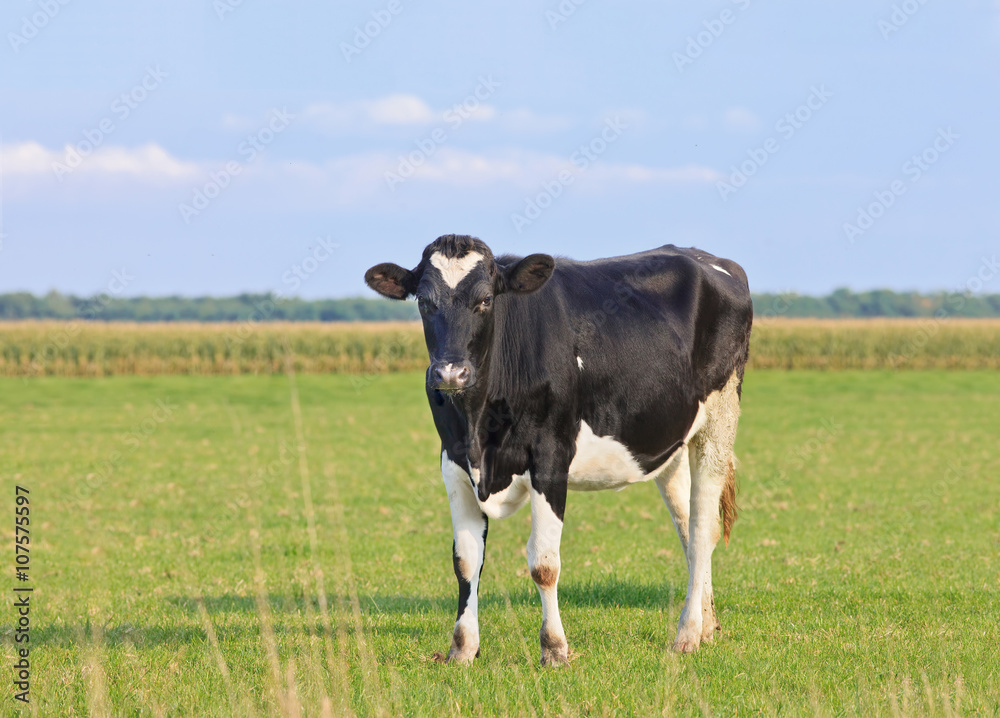 Holstein-Friesian cattle in a green meadow with cornfield on the background, The Netherlands. Holstein-Friesian cattle in a green meadow with cornfield on the background, The Netherlands.