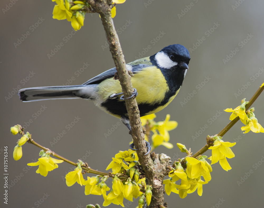 Naklejka premium Great Tit on forsythia in sprintime