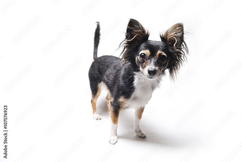 photo of interested emotional toy terrier dog isolated on white background