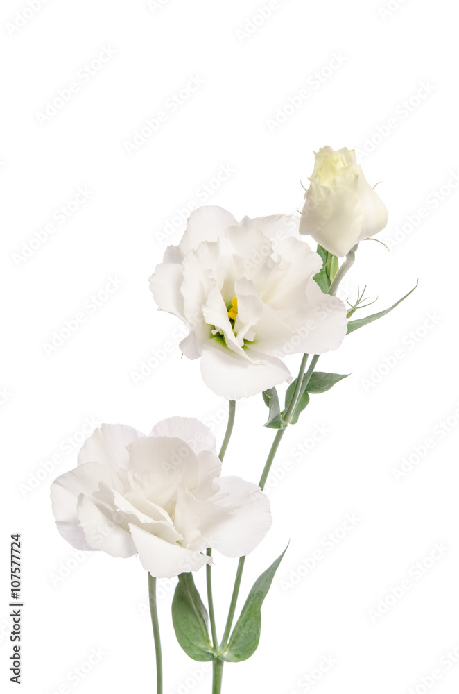 Beauty white flowers isolated on white. Eustoma Beauty white flowers isolated on white. Eustoma