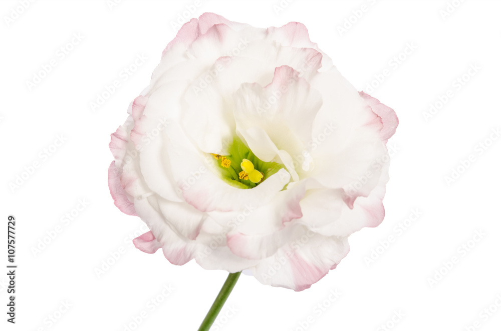 Beauty Light pink flower isolated on white. Eustoma