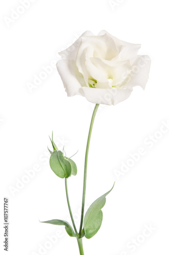 Fototapeta Naklejka Na Ścianę i Meble -  Beauty white flower isolated on white. Eustoma