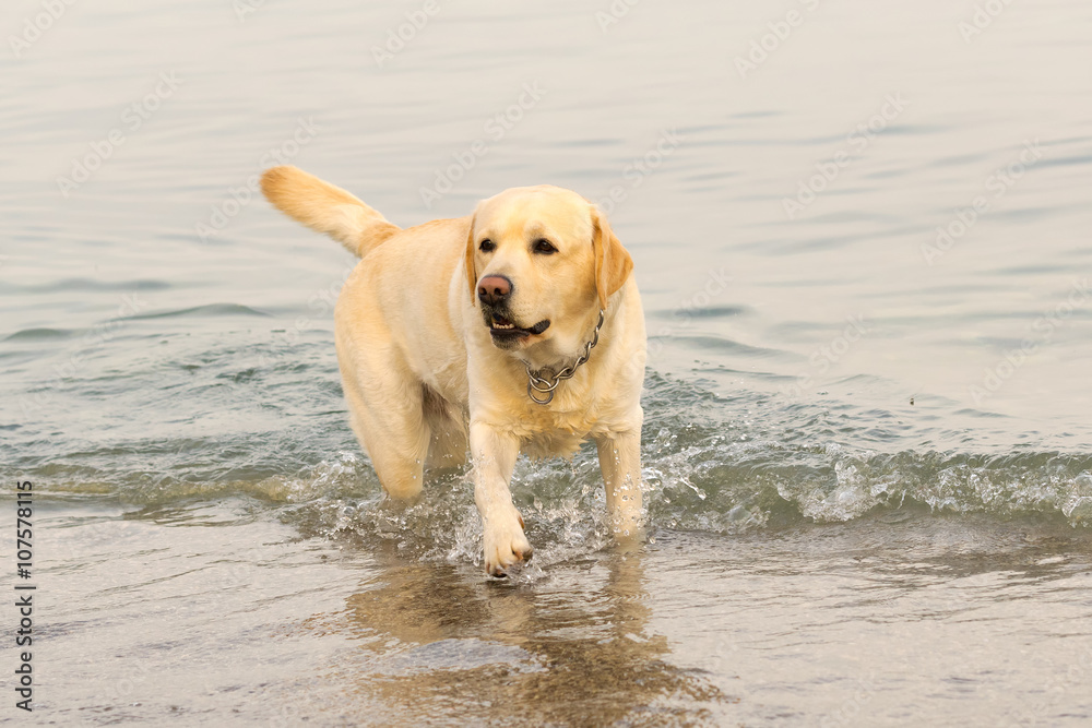 Labrador dog at the sea portrait.
Labrador dog at the sea portrait.