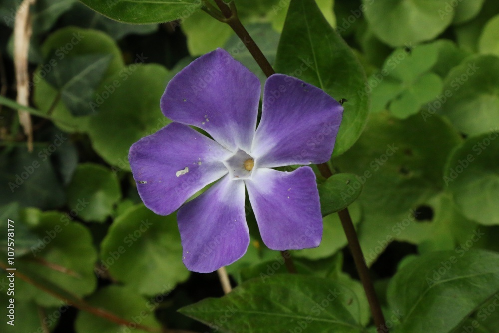 periwinkle purple flower with five petals after rain periwinkle purple flower with five petals after rain