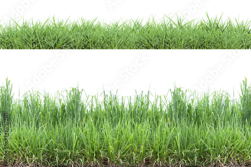 green grass ,isolated on white background