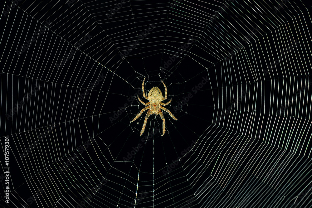 © alinamd - dangerous spider web background at night