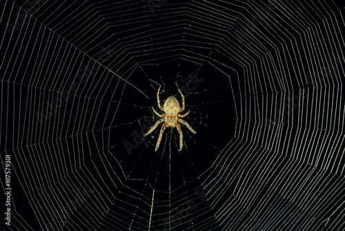 dangerous spider web background at night