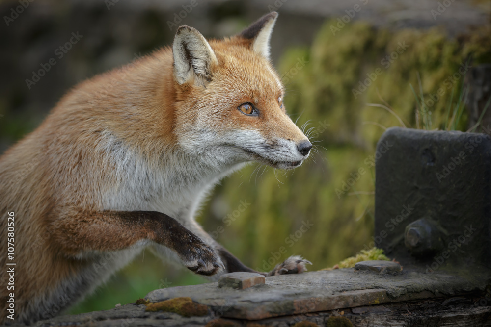 Urban fox Urban fox