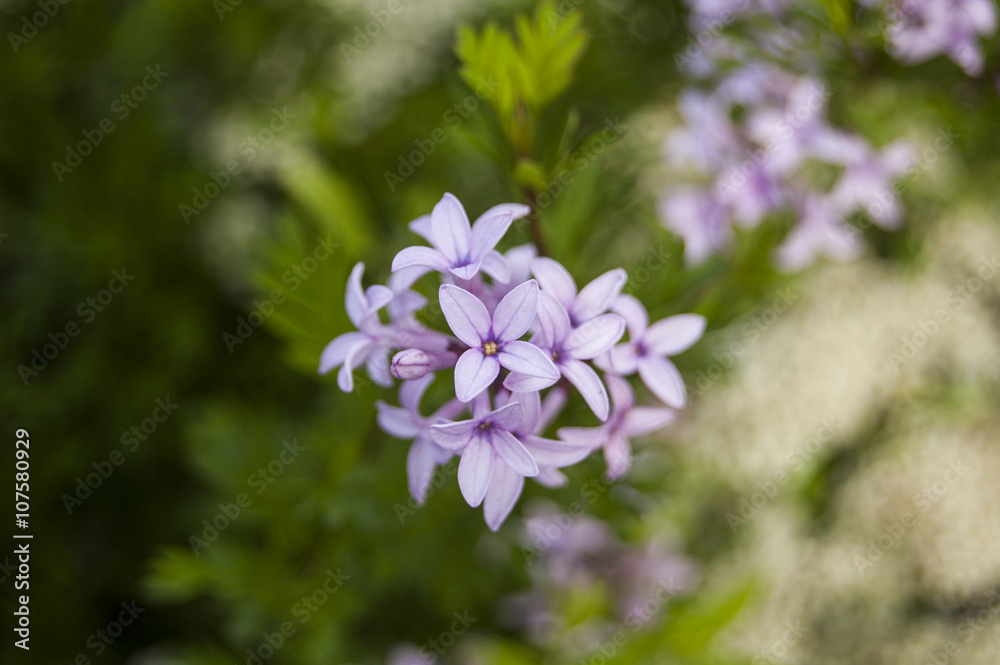 Top view violet flowers Top view violet flowers