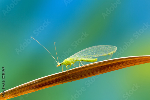 Lacewing at life-size magnification