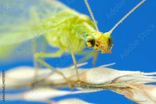Lacewing at 3X life-size magnification