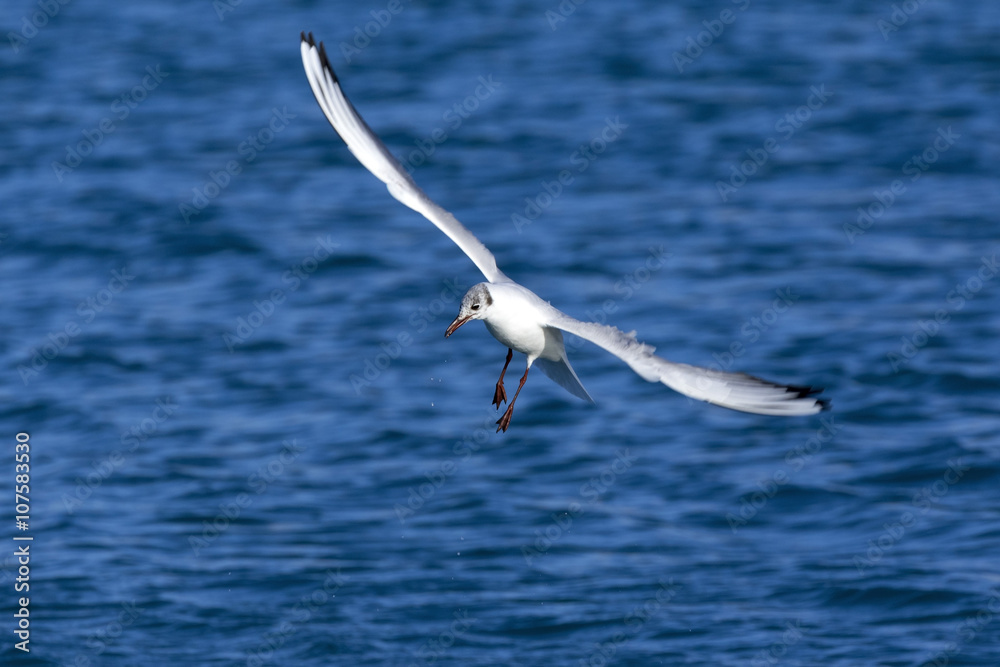 Sea Gull flying over the Mediterranean sea Sea Gull flying over the Mediterranean sea