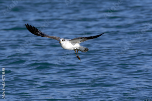 Sea Gull flying over the Mediterranean sea