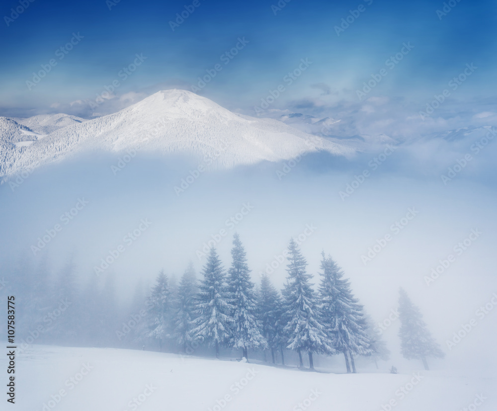 Obraz premium winter