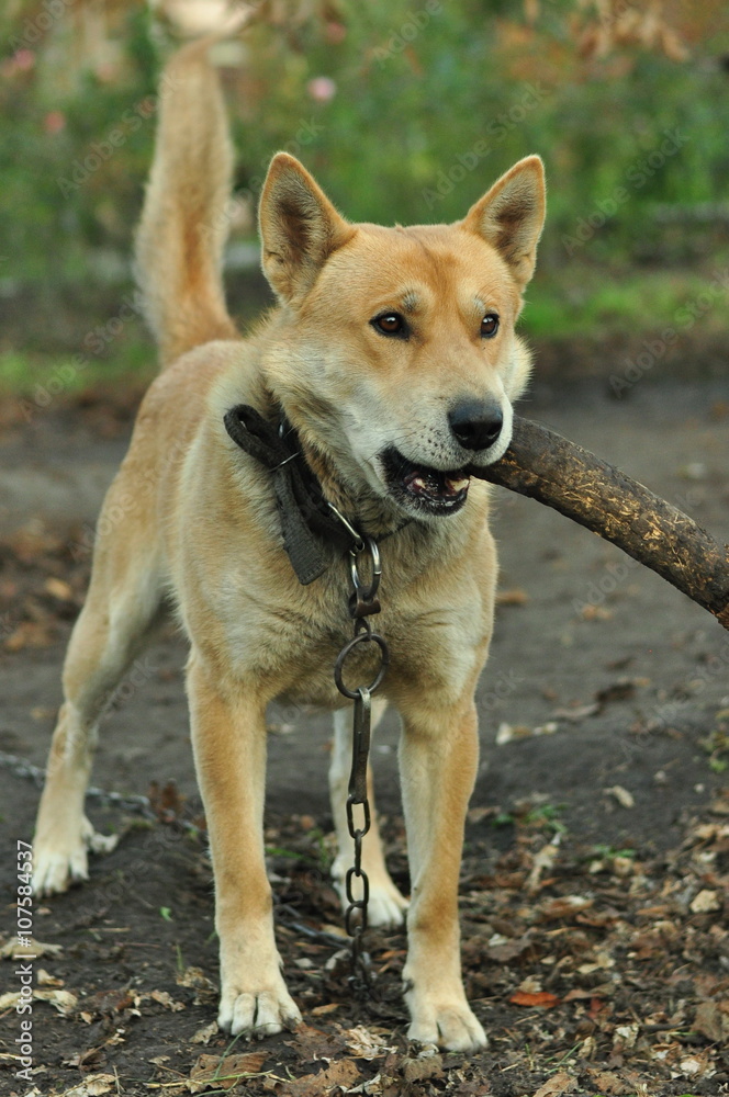 dog with a stick in his mouth