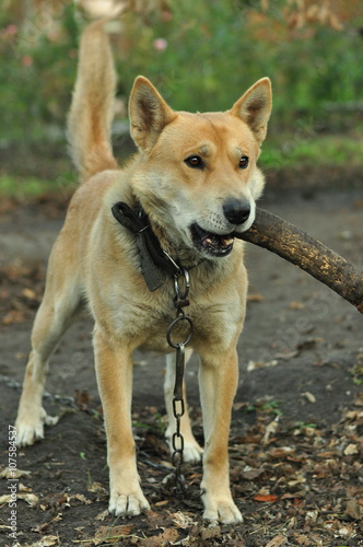 dog with a stick in his mouth © mikhasik