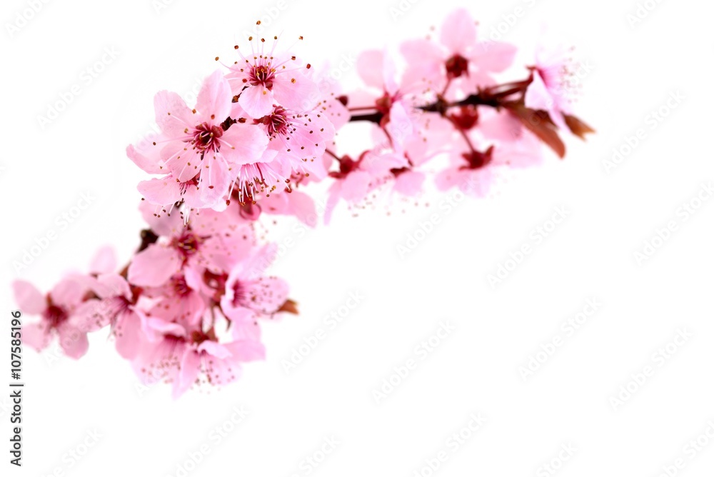 Spring flowers. Spring pink blossom - flowers isolated on white background. Spring flowers. Spring pink blossom - flowers isolated on white background.