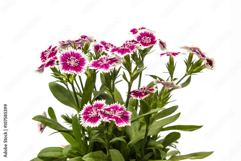 Dianthus chinensis (China Pink) Flowers on white background