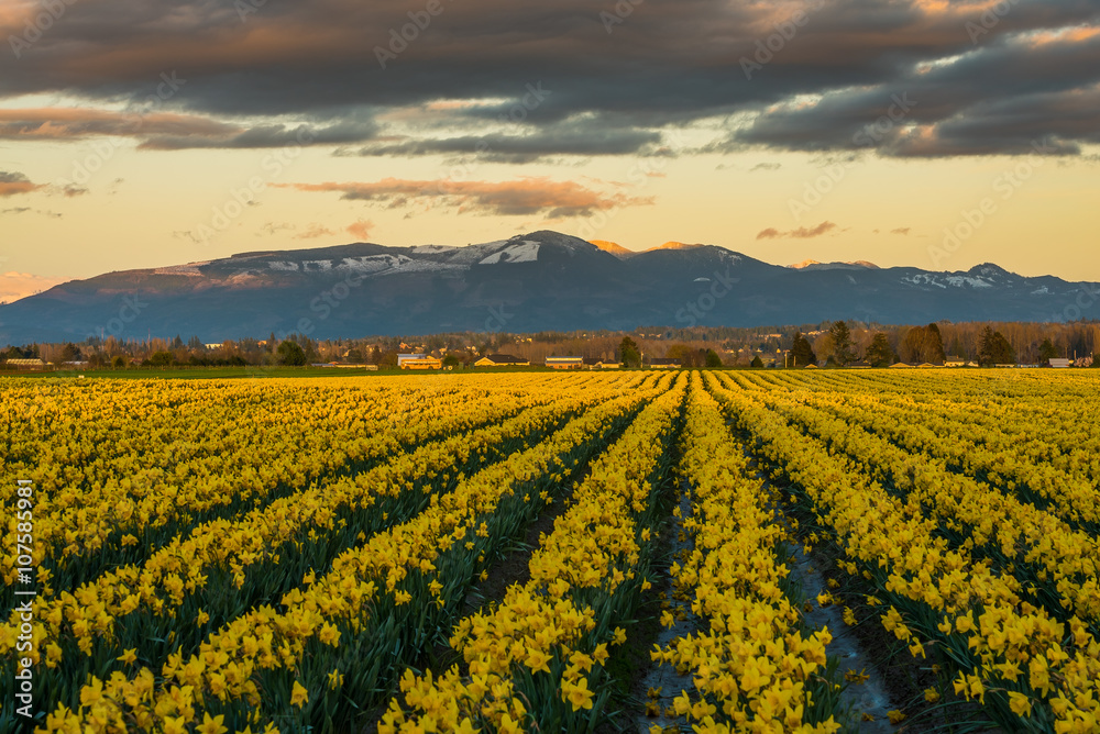 Сolorful field of narcissus