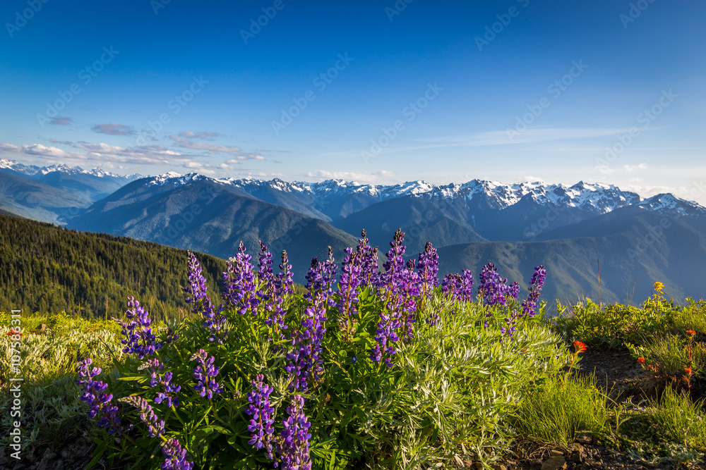 Beautiful blooming flowers on a background of snowy mountains. Olympic national park, hurricane hill.