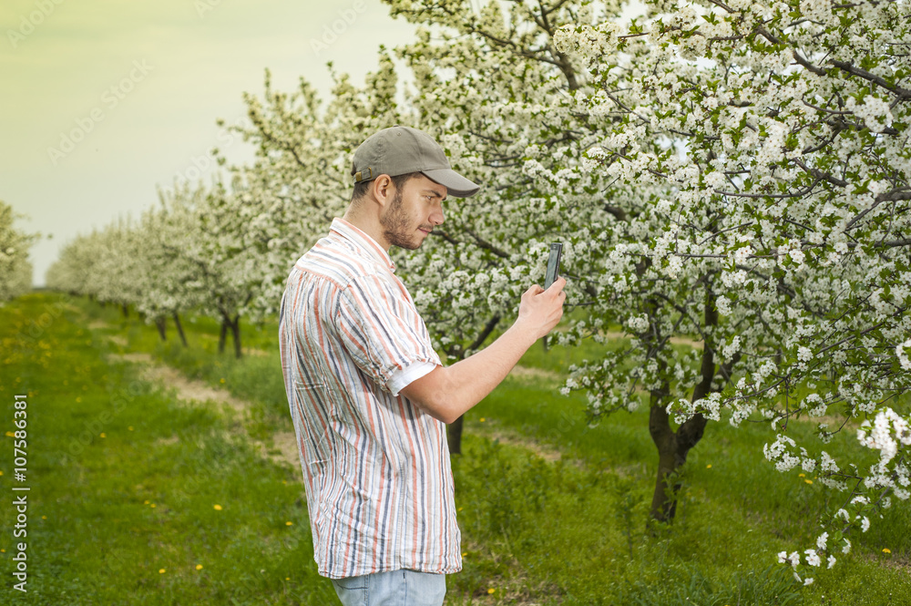 Agronomist or farmer examine blooming cherry trees in orchard