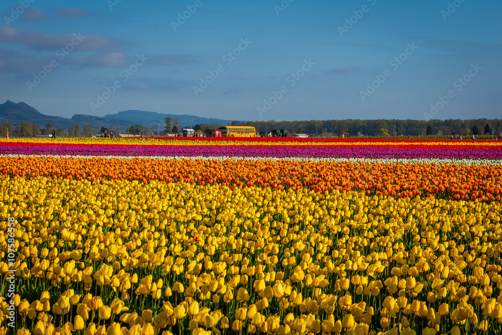Сolorful field of tulips
