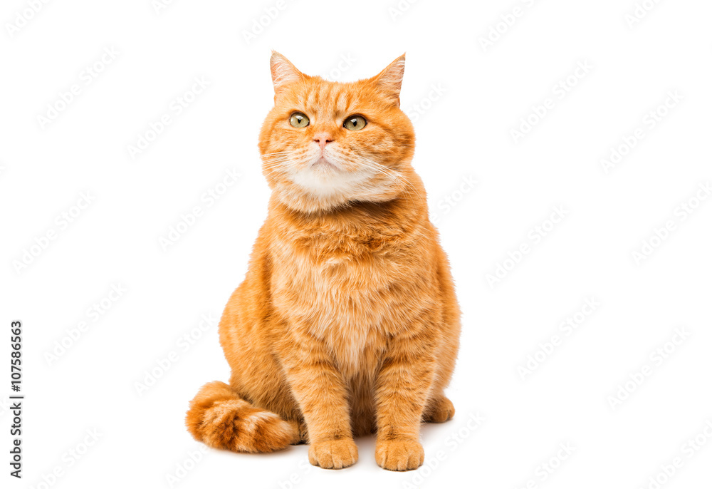 Fototapeta premium ginger cat