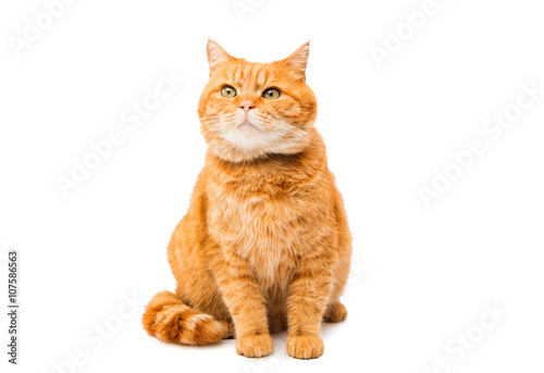 Valokuvatapetti ginger cat