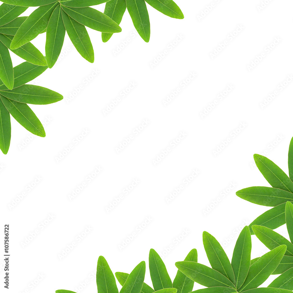 Green leaves frame isolated on white background. Green leaves frame isolated on white background.